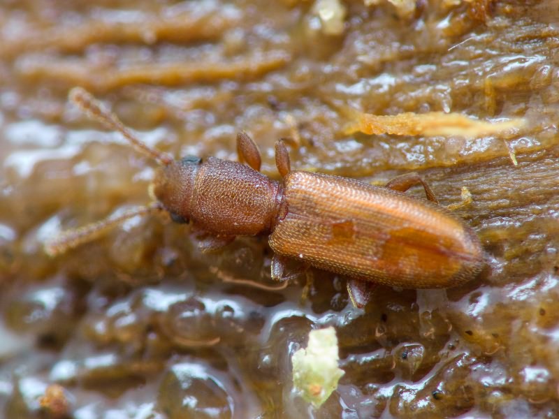 Silvanus unidentatus (A. G. Olivier, 1790)